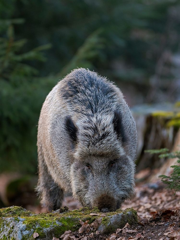 Wild boar during winter in high forest Bavarian Forest National Park Germany-Bavaria